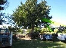 Kwikfynd Tree Management Services
wickepin