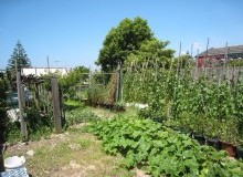 Kwikfynd Vegetable Gardens
wickepin